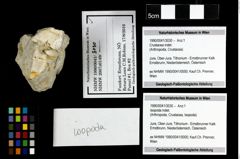 Foto (Objekt + Etiketten) von Isopoda indet. 